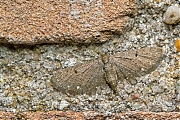 Schermbloemdwergspanner-Eupithecia-tripunctaria-20150715g1280_MG_1228a.jpg