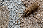 Schietmot-20150511g1280IMG_9229a.jpg