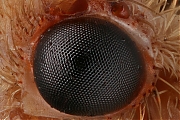 Filename=Schietmot-Oog-g1280-2019-01-12-14-37-44-28B2x2CRadius82CSmoothing429.jpg
Filesize=794KiB
Dimensions=1280x960
Date added=Jan 12, 2019 Schietmot-Oog-g1280-2019-01-12-14-37-44-28B2x2CRadius82CSmoothing429.jpg
