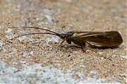 Schietmot-Trichoptera-20140423g800IMG_2955a.jpg