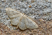 Schildstipspanner-20140628g1024IMG_5380a.jpg