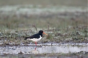 Filename=Scholekster-20170328g1280YSXX7610a.jpg
Filesize=696KiB
Dimensions=1280x960
Date added=Mar 30, 2017 Scholekster-20170328g1280YSXX7610a.jpg