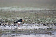 Filename=Scholekster-20170328g1280YSXX7613a.jpg
Filesize=590KiB
Dimensions=1280x960
Date added=Mar 30, 2017 Scholekster-20170328g1280YSXX7613a.jpg