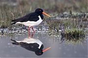 Filename=Scholekster-20170328g1280YSXX7624na.jpg
Filesize=762KiB
Dimensions=1280x960
Date added=Apr 06, 2017 Scholekster-20170328g1280YSXX7624na.jpg