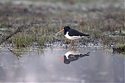 Filename=Scholekster-20170328g1280YSXX7629a.jpg
Filesize=729KiB
Dimensions=1280x960
Date added=Mar 30, 2017 Scholekster-20170328g1280YSXX7629a.jpg