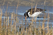 Filename=Scholekster-20190121g1280YSXX4070a.jpg
Filesize=769KiB
Dimensions=1280x960
Date added=Jan 22, 2019 Scholekster-20190121g1280YSXX4070a.jpg