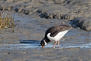 Filename=Scholekster-20190121g1280YSXX4078a.jpg
Filesize=788KiB
Dimensions=1280x960
Date added=Jan 22, 2019 Scholekster-20190121g1280YSXX4078a.jpg