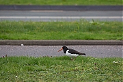 Filename=Scholekster-20190328g12807X1A7206a.jpg
Filesize=832KiB
Dimensions=1280x960
Date added=Mar 29, 2019 Scholekster-20190328g12807X1A7206a.jpg