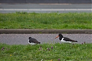 Filename=Scholekster-20190328g12807X1A7207a.jpg
Filesize=795KiB
Dimensions=1280x960
Date added=Mar 29, 2019 Scholekster-20190328g12807X1A7207a.jpg