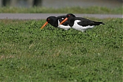 Filename=Scholekster_20160412g12807X1A3831a.jpg
Filesize=674KiB
Dimensions=1280x960
Date added=Apr 13, 2016 Scholekster_20160412g12807X1A3831a.jpg
