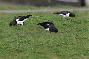 Filename=Scholekster_20160412g12807X1A3843a.jpg
Filesize=656KiB
Dimensions=1280x960
Date added=Apr 13, 2016 Scholekster_20160412g12807X1A3843a.jpg