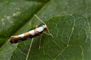 Sierlijke-pedaalmot-Argyresthia-brockeella-20140607g800IMG_4538a.jpg