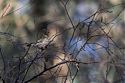 Filename=Sijs-20240110g14401A1A5025bdtcrfb-Waaienberg.jpg
Filesize=708KiB
Dimensions=1280x960
Date added=Jan 14, 2024 Sijs-20240110g14401A1A5025bdtcrfb-Waaienberg.jpg