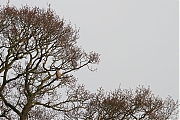 Slechtvalk-20110327g1440IMG_1410natcrfb-Bleeke-Heide.jpg