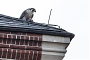Filename=Slechtvalk-20191124g1280YSXX6203a.jpg
Filesize=640KiB
Dimensions=1280x960
Date added=Nov 25, 2019 Slechtvalk-20191124g1280YSXX6203a.jpg