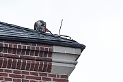 Filename=Slechtvalk-20191124g1280YSXX6216a.jpg
Filesize=555KiB
Dimensions=1280x960
Date added=Nov 25, 2019 Slechtvalk-20191124g1280YSXX6216a.jpg