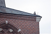 Filename=Slechtvalk-20191124g1280YSXX6244a.jpg
Filesize=681KiB
Dimensions=1280x960
Date added=Nov 25, 2019 Slechtvalk-20191124g1280YSXX6244a.jpg