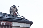 Filename=Slechtvalk-20191124g1280YSXX6272a.jpg
Filesize=552KiB
Dimensions=1280x960
Date added=Nov 25, 2019 Slechtvalk-20191124g1280YSXX6272a.jpg