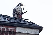 Filename=Slechtvalk-20191124g1280YSXX6277a.jpg
Filesize=562KiB
Dimensions=1280x960
Date added=Nov 25, 2019 Slechtvalk-20191124g1280YSXX6277a.jpg