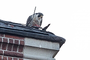 Filename=Slechtvalk-20191124g1280YSXX6343a.jpg
Filesize=572KiB
Dimensions=1280x960
Date added=Nov 25, 2019 Slechtvalk-20191124g1280YSXX6343a.jpg