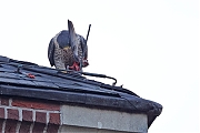Filename=Slechtvalk-20191124g1440YSXX6278x-topaz-Alphen.jpg
Filesize=458KiB
Dimensions=1280x960
Date added=Dec 18, 2023 Slechtvalk-20191124g1440YSXX6278x-topaz-Alphen.jpg