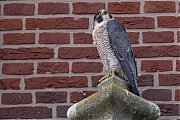 Filename=Slechtvalk-20240829g14401A1A6220atcrfb-Alphen_-_kopie.jpg
Filesize=917KiB
Dimensions=1280x960
Date added=Sep 04, 2024 Slechtvalk-20240829g14401A1A6220atcrfb-Alphen_-_kopie.jpg