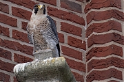 Filename=Slechtvalk-20240829g14401A1A6292atcrfb-Alphen.jpg
Filesize=984KiB
Dimensions=1280x960
Date added=Sep 04, 2024 Slechtvalk-20240829g14401A1A6292atcrfb-Alphen.jpg
