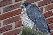 Filename=Slechtvalk-20240829g14401A1A6366atcrfb-Alphen.jpg
Filesize=1002KiB
Dimensions=1280x960
Date added=Sep 04, 2024 Slechtvalk-20240829g14401A1A6366atcrfb-Alphen.jpg