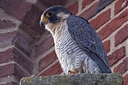 Filename=Slechtvalk-20240829g14401A1A6407atcrfb-Alphen.jpg
Filesize=979KiB
Dimensions=1280x960
Date added=Sep 04, 2024 Slechtvalk-20240829g14401A1A6407atcrfb-Alphen.jpg