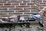 Filename=Slechtvalk-Duif-20240829g14401A1A6412acrfb-Alphen.jpg
Filesize=853KiB
Dimensions=1280x960
Date added=Sep 28, 2024 Slechtvalk-Duif-20240829g14401A1A6412acrfb-Alphen.jpg