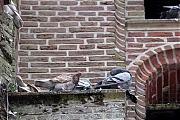Filename=Slechtvalk-Duif-20240829g14401A1A6421acrfb-Alphen.jpg
Filesize=845KiB
Dimensions=1280x960
Date added=Sep 28, 2024 Slechtvalk-Duif-20240829g14401A1A6421acrfb-Alphen.jpg