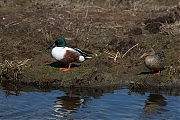 Slobeend-20130509-Tholen-g8007X1A7420a.jpg