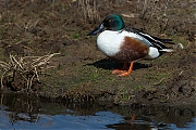 Slobeend-20130509-Tholen-g8007X1A7420b.jpg