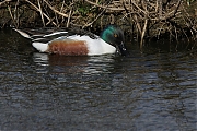 Slobeend-20130509g8007X1A7413a.jpg