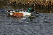 Slobeend-20130509g8007X1A7416a.jpg