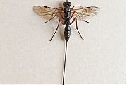 Sluipwesp-Ichneumonidae-20130730g800IMG_8263b.jpg