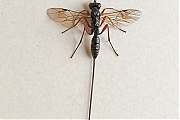 Filename=Sluipwesp-Ichneumonidae-20130730g800IMG_8263b.jpg
Filesize=270KiB
Dimensions=586x700
Date added=Aug 03, 2013 Sluipwesp-Ichneumonidae-20130730g800IMG_8263b.jpg