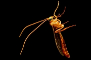 Sluipwesp-Ichneumonidae-spec-20150505g1280IMG_8972a.jpg