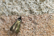 Smaragdlangsprietmot-20150424g1280IMG_8854a.jpg