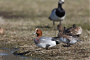 Filename=Smient-20150312g12807X1A3045a.jpg
Filesize=780KiB
Dimensions=1280x960
Date added=Mar 14, 2015 Smient-20150312g12807X1A3045a.jpg