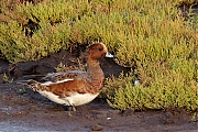 Filename=Smient-20231006g14401A1A8982acrfbt-Schakerloopolder.jpg
Filesize=1158KiB
Dimensions=1280x960
Date added=Oct 25, 2023 Smient-20231006g14401A1A8982acrfbt-Schakerloopolder.jpg