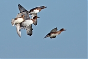 Smient-20241004g14401A1A8288atcrfb-Schakerloopolder.jpg