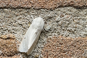 Filename=Sneeuwbeer-Spilosoma-urticae-20150702g1280IMG_0787a.jpg
Filesize=1163KiB
Dimensions=1280x960
Date added=Jul 02, 2015 Sneeuwbeer-Spilosoma-urticae-20150702g1280IMG_0787a.jpg