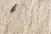 Filename=Snor-20240413g14401A1A3340acrfb-Noordpolder-Calfven.jpg
Filesize=808KiB
Dimensions=1280x960
Date added=Apr 14, 2024 Snor-20240413g14401A1A3340acrfb-Noordpolder-Calfven.jpg