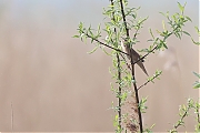 Filename=Snor-20240413g14401A1A3592acrfb-Noordpolder-Calfven.jpg
Filesize=683KiB
Dimensions=1280x960
Date added=Apr 14, 2024 Snor-20240413g14401A1A3592acrfb-Noordpolder-Calfven.jpg