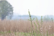 Filename=Snor-20240413g14401A1A3723acrfb-Noordpolder-Calfven.jpg
Filesize=522KiB
Dimensions=1280x960
Date added=Apr 14, 2024 Snor-20240413g14401A1A3723acrfb-Noordpolder-Calfven.jpg