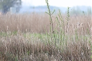Filename=Snor-20240413g14401A1A3735acrfb-Noordpolder-Calfven.jpg
Filesize=806KiB
Dimensions=1280x960
Date added=Apr 14, 2024 Snor-20240413g14401A1A3735acrfb-Noordpolder-Calfven.jpg