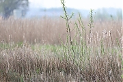 Snor-20240413g14401A1A3735acrfb-Noordpolder-Calfven.jpg