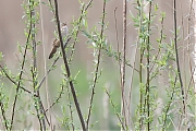 Filename=Snor-20240413g14401A1A3736acrfb-Noordpolder-Calfven.jpg
Filesize=856KiB
Dimensions=1280x960
Date added=Apr 14, 2024 Snor-20240413g14401A1A3736acrfb-Noordpolder-Calfven.jpg