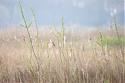 Filename=Snor-20240413g14401A1A3772nntcrfb-Noordpolder-Calfven.jpg
Filesize=820KiB
Dimensions=1280x960
Date added=Apr 14, 2024 Snor-20240413g14401A1A3772nntcrfb-Noordpolder-Calfven.jpg